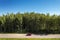 Red car on the road through cottonwood forest, high angle view from drone pov