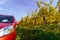 Red car in yellow vineyard, Alsace