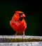 Red Cardinal on bird bath in Leicester Massachusetts
