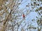 Red Cardinal Bird on a Branch: A male Northern Cardinal bird perched on a tree branch