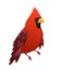 Red cardinal bird isolated