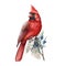 Red cardinal bird with juniper stem watercolor illustration. Hand drawn beautiful bird with winter blue juniper wild berries.