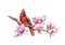 Red cardinal bird with magnolia flowers watercolor illustration. Hand drawn close up beautiful bird with lush magnolia blossoms.
