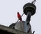 A red Cardinal bird sitting on a post singing.