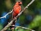 Red Cardinal on a Branch: A balding molting male Northern red cardinal perched