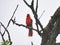 Red cardinal on branch: Northern cardinal bird with bright red feathers signing