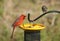 A red cardinal and a brown house finch eating seeds on the bird feeder