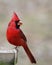 Red cardinal eating a seed