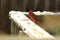 Red Cardinal eating seeds in the snow