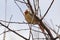 Red Cardinal Female Singing for a Mate in Spring