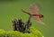 A red Cardinal flies through the air with a green background.