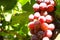 Red Cardinal grape fruits