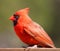 Red cardinal with green behind