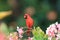 Red Cardinal Hawaii Big Island USA