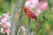 Red Cardinal Hawaii Big Island USA