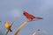 Red Cardinal Hawaii Big Island USA