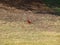 Red Cardinal Male Interested In Camera Clicking