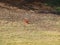 Red Cardinal Male Searches For Food