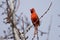 Red Cardinal Male Singing in a Tree in Branches