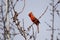 Red Cardinal Male Singing in a Tree in Branches