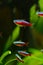 Red cardinal neon fish shoal