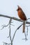 A Red Cardinal perched on a limb fighting the wind