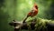Red Cardinal Perched On Mossy Branch - Artistic Photography