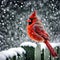 Red Cardinal Perched On A Snowy Fence