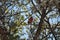 Red Cardinal perching on tree branch