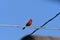 Red cardinal perching on a wire against a blue sky
