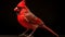 Red Cardinal Portrait On Black Background - National Geographic Style