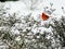 Red Cardinal sits on a snowy bush.