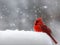 Red Cardinal Sitting Alone in the Snowy