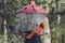 Red cardinal sitting on bird feeder with woods in back profile