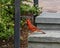 Red cardinal standing on a step in the Dallas Arboretum and Botanical Gardens