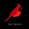 Red cardinal vector icon. Logo on black background.