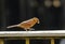 A red Cardinal watches as he feeds on meal worms.