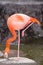 Red Caribbean Flamingo