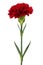 Red carnation