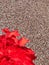 Red carnation at the bottom of jackstone background