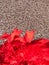 Red carnation on brown jackstone background