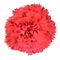 Red Carnation Clove Pink Flower Isolated