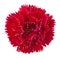 Red carnation flower