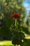 Red Carnation flower blossom in a garden Kfar Glikson Israel