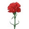 Red Carnation Flower. Happy Great Victory Day 9 May Illustration. Vector illustration in sketch style