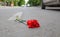 A red carnation flower lies on the asphalt of the roadway in a residential area