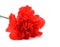 Red carnation flower on white background