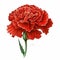 Red Carnation: Vibrant Red and Green Floral Beauty.