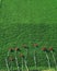 Red carnations against the background of green grass, spring