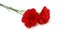 Red carnations flower